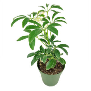 Schefflera Arboricola Variegated