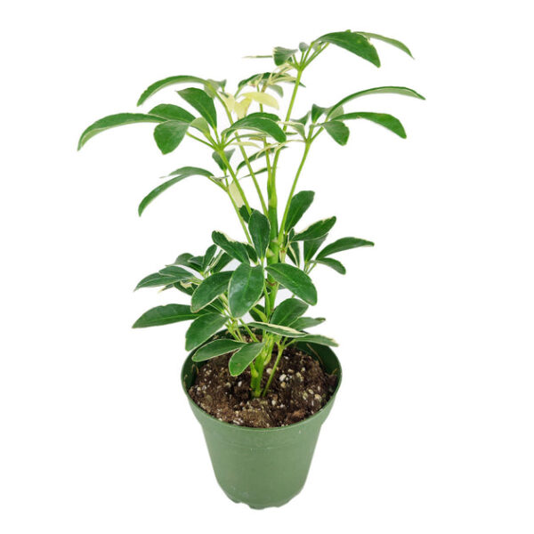 Schefflera Arboricola Variegated - Image 2