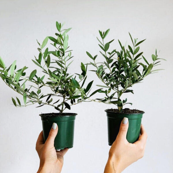 Olive Topiary Tree - Image 3