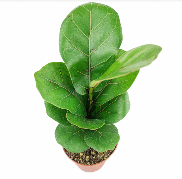 Ficus Lyrata Little Sunshine - Image 3