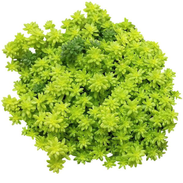 Sedum Golden Moss Succulent - Image 2