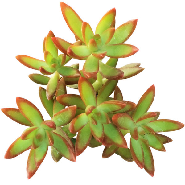 Sedum Fire Storm Succulent - Image 2