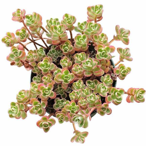 Sedum Tricolor Spurium - Image 8