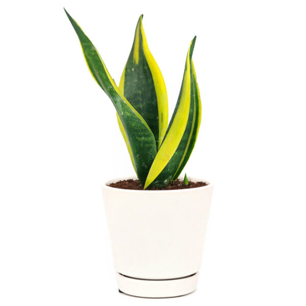 Snake Plant Sansevieria Gold Flame - Image 6