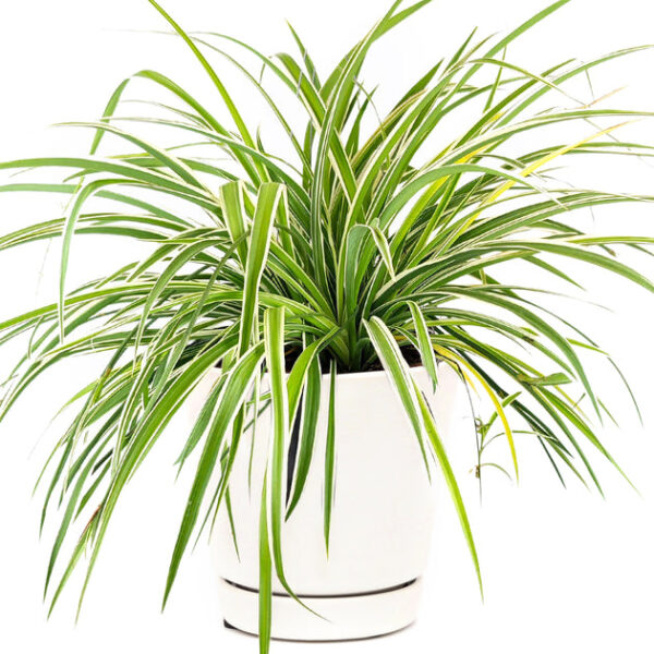 Spider Plant - Image 9