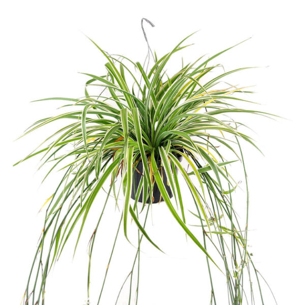 Spider Plant - Image 4