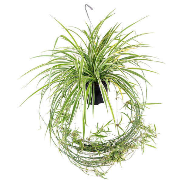 Spider Plant - Image 3