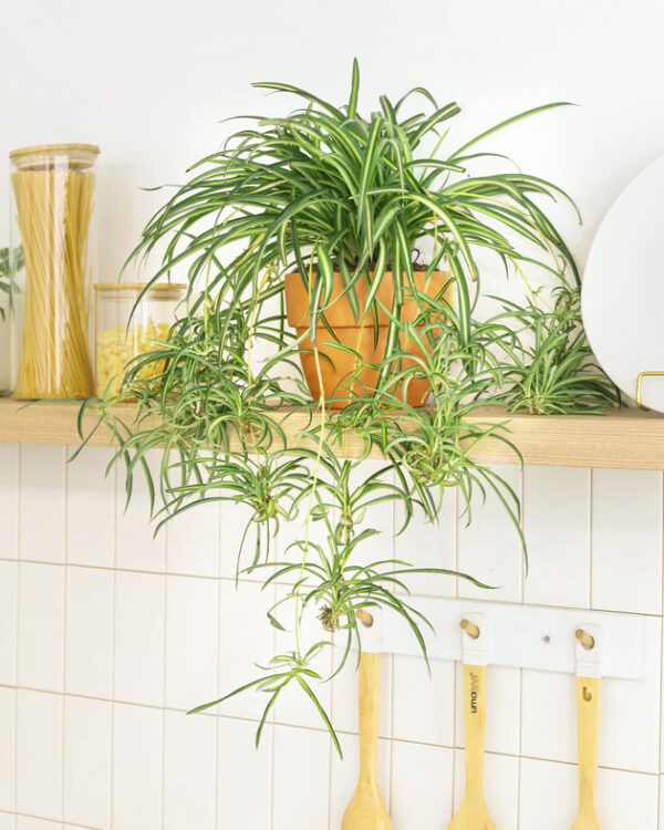 Curly Spider Plant 'Bonnie' - Image 6