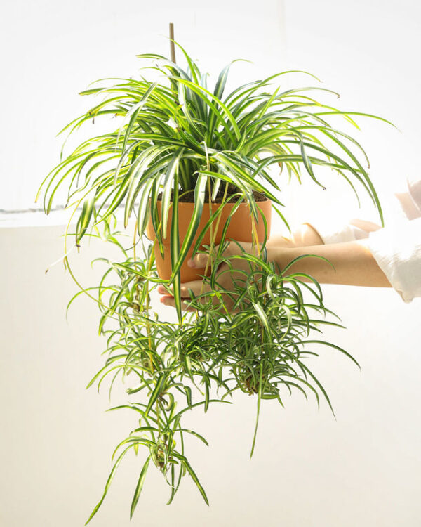 Curly Spider Plant 'Bonnie' - Image 7