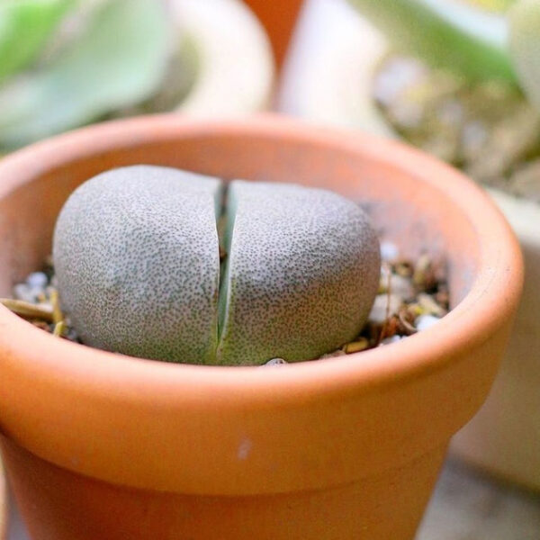 Split Rock Pleiospilos Nelii Cactus - Image 4