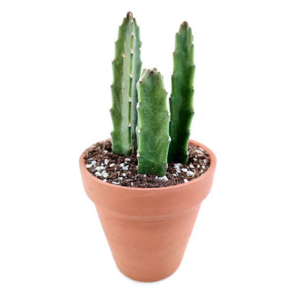Stapelia Gigantea Cactus - Image 2