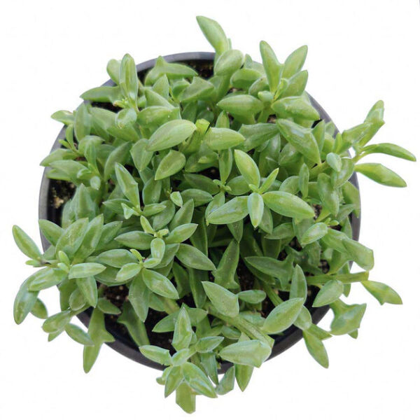 String of Dolphins Senecio Peregrinus Succulent - Image 9