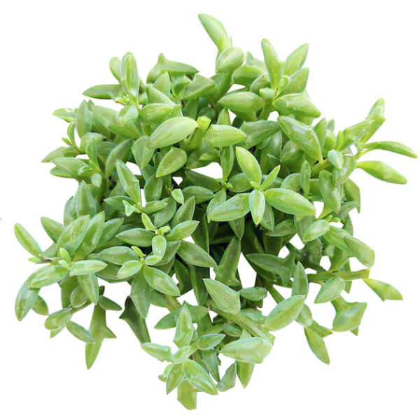 String of Dolphins Senecio Peregrinus Succulent - Image 2