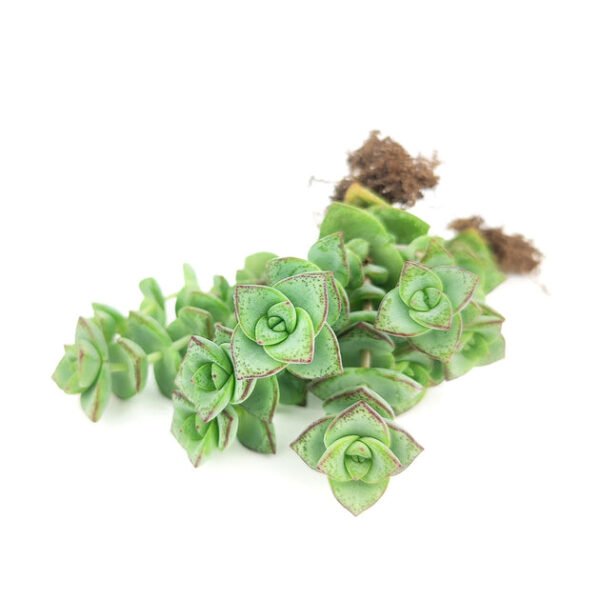 String of Buttons - Image 6