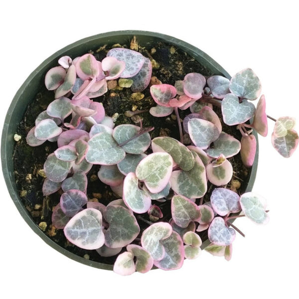 Variegated String of Hearts - Image 4
