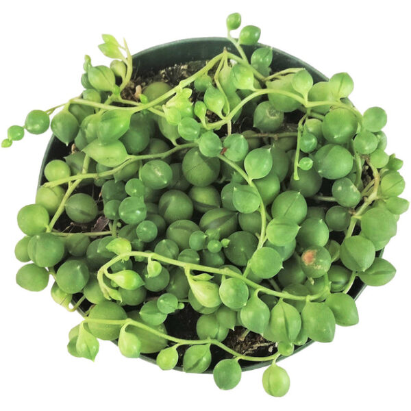 String Of Pearls Senecio Rowleyanus - Image 8