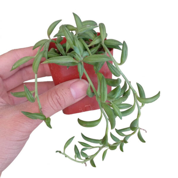Senecio String of Bananas - Image 9