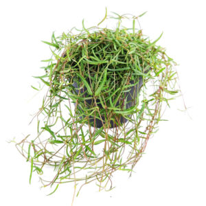 Ceropegia Linearis String of Needles