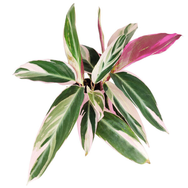 Stromanthe sanguinea Triostar - Image 4