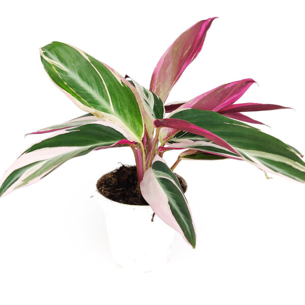 Stromanthe sanguinea Triostar - Image 2