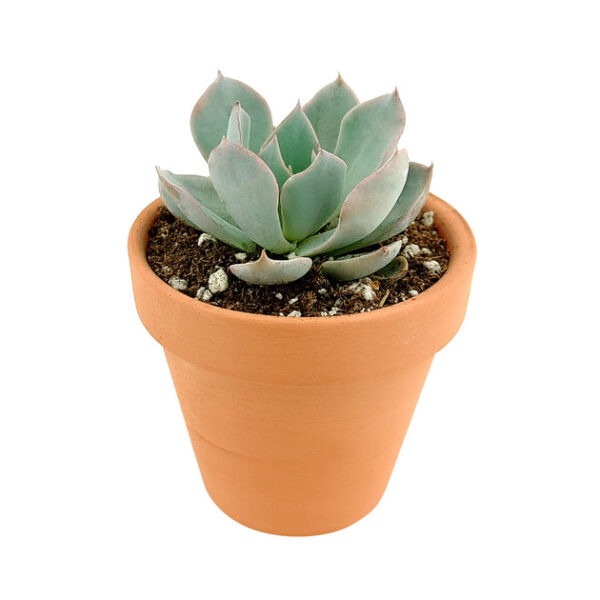 Echeveria Subsessilis Succulent - Image 3