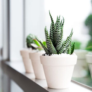 Haworthia Zebra Plant