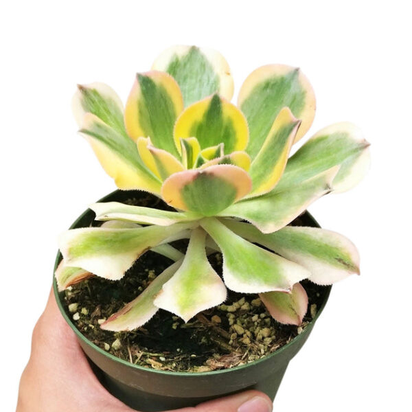 Aeonium Sunburst Copper Pinwheel - Image 4