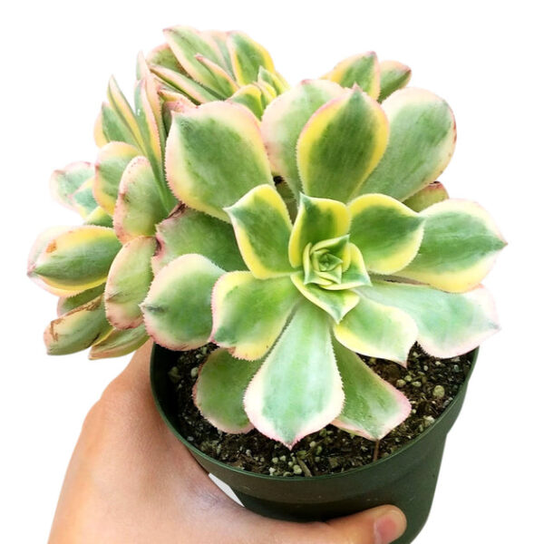 Aeonium Sunburst Copper Pinwheel - Image 5