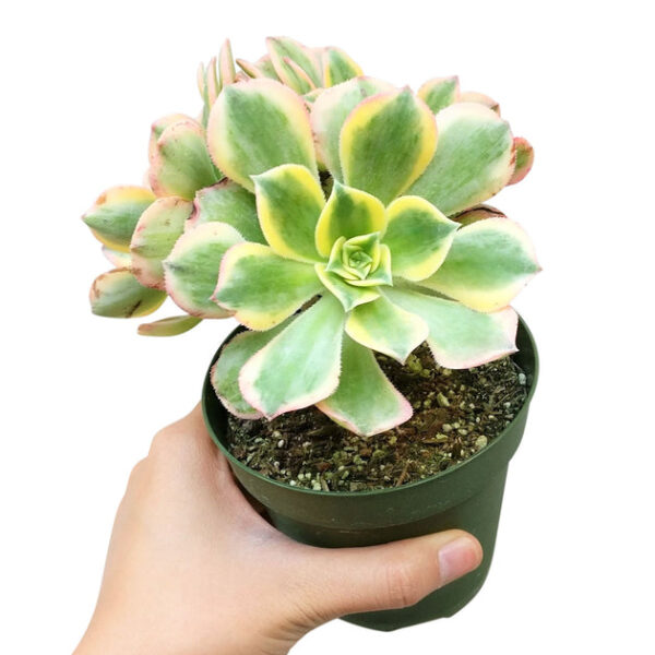 Aeonium Sunburst Copper Pinwheel - Image 6