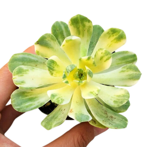 Aeonium Suncup Variegata - Image 4