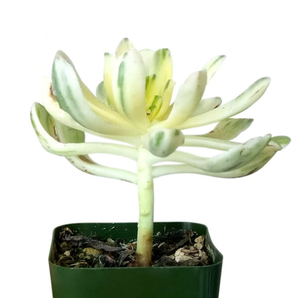 Aeonium Suncup Variegata - Image 5