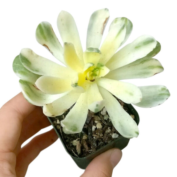 Aeonium Suncup Variegata - Image 6