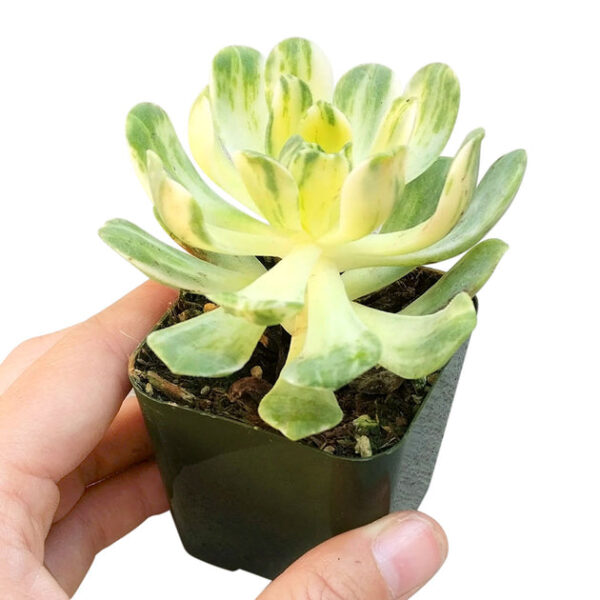 Aeonium Suncup Variegata - Image 3