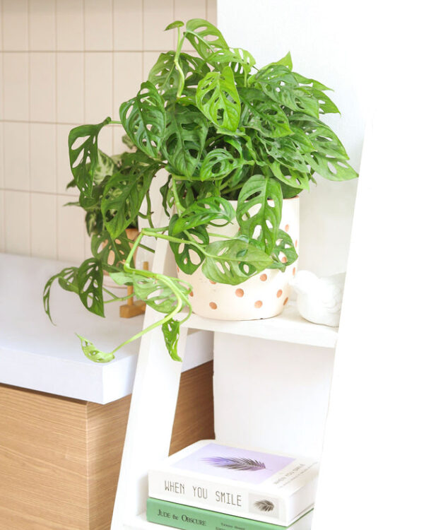 Monstera Adansonii 'Swiss Cheese' - Image 8