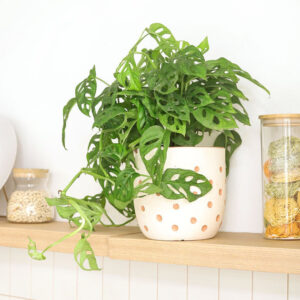 Monstera Adansonii 'Swiss Cheese'