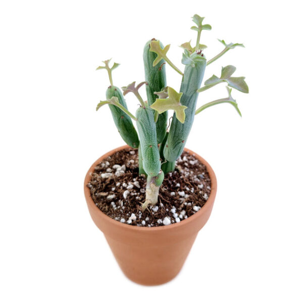 Senecio anteuphorbium Swizzle Sticks - Image 2