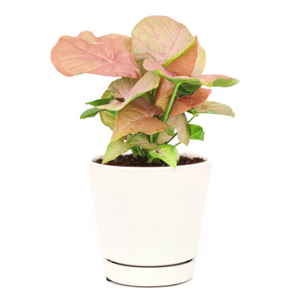 Syngonium Neon Robusta - Image 6