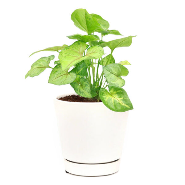 Syngonium Berry Allusion - Image 5