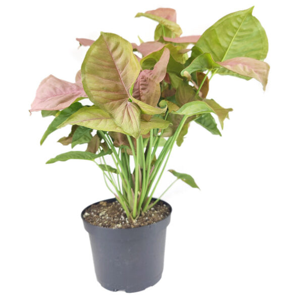 Syngonium Neon Robusta - Image 8