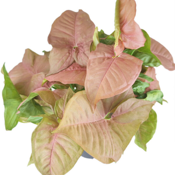 Syngonium Neon Robusta - Image 9