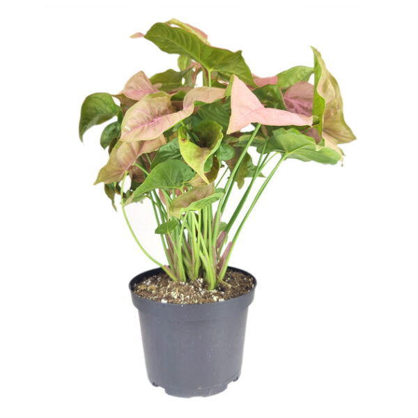 Syngonium Neon Robusta - Image 7