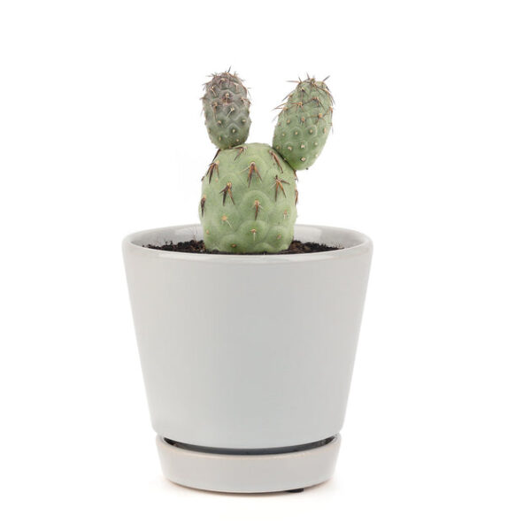 Rare Tephrocactus Geometricus - Image 9