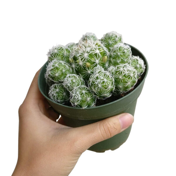 Thimble Cactus Mammillaria - Image 6