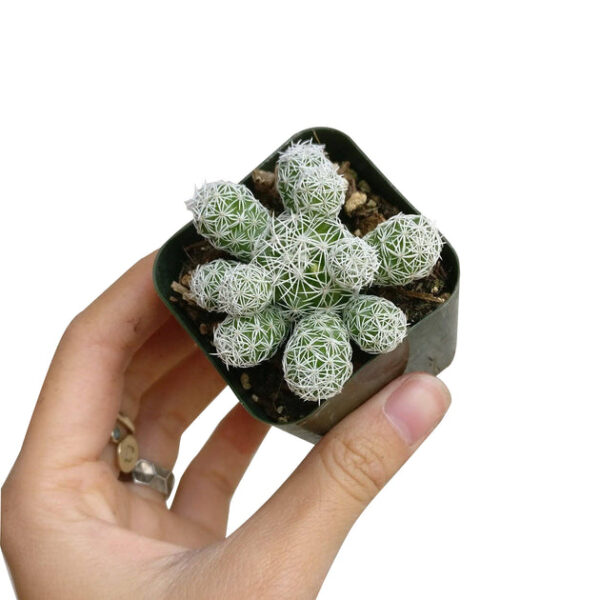 Thimble Cactus Mammillaria - Image 5