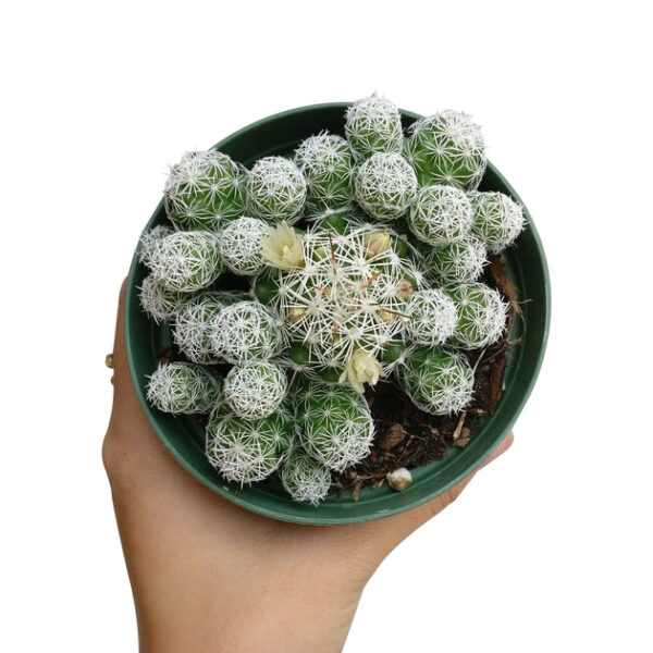Thimble Cactus Mammillaria - Image 7