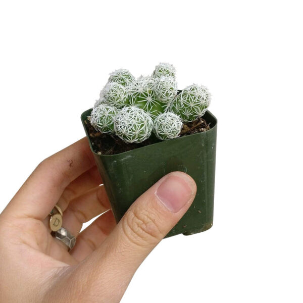 Thimble Cactus Mammillaria - Image 3