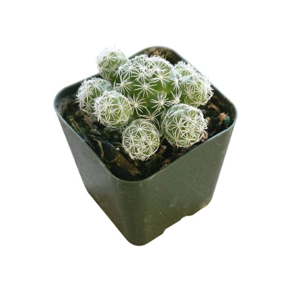 Thimble Cactus Mammillaria - Image 4