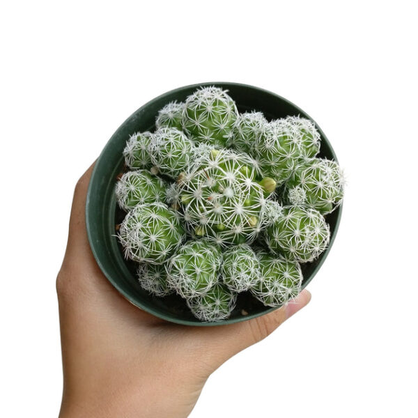 Thimble Cactus Mammillaria - Image 8