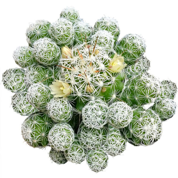 Thimble Cactus Mammillaria - Image 2