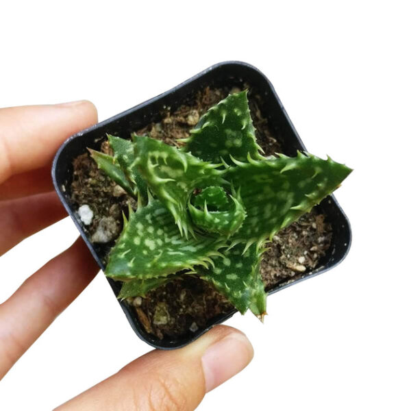 Tiger Tooth Aloe Juvenna - Image 4